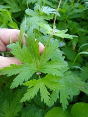 Geranium pseudosibiricum
