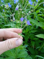 Geranium pseudosibiricum