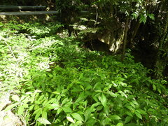 Terminalia calamansanai