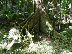 Terminalia calamansanai