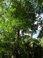 Terminalia calamansanai