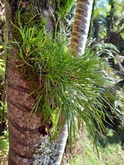 Earina mucronata