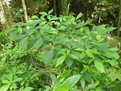 Terminalia calamansanai