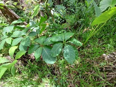 Terminalia calamansanai