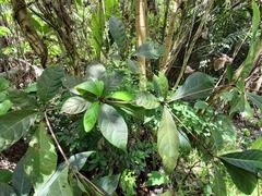 Terminalia calamansanai
