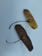 Terminalia calamansanai