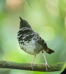 Myrmoderus squamosus