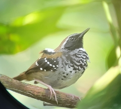 Myrmoderus squamosus