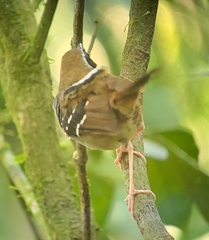 Myrmoderus squamosus