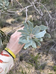 Banksia sceptrum