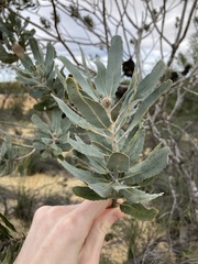 Banksia sceptrum