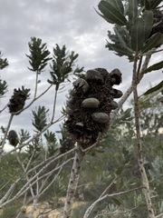 Banksia sceptrum