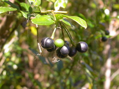Chrysojasminum goetzeanum