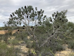 Banksia sceptrum