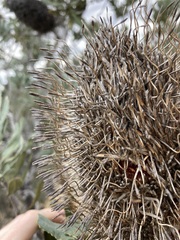 Banksia sceptrum