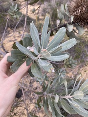 Banksia sceptrum
