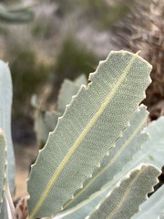 Banksia sceptrum