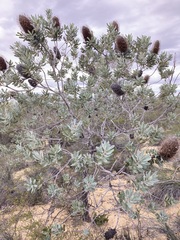 Banksia sceptrum
