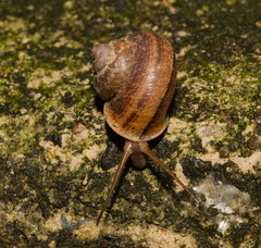 Cyclophorus punctatus