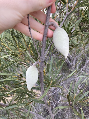 Image of Xylomelum angustifolium by (c) Thomas Mesaglio, some rights reserved (CC BY)