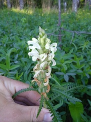 Pedicularis uralensis