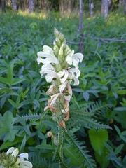 Pedicularis uralensis