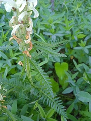 Pedicularis uralensis