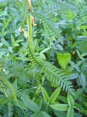Pedicularis uralensis