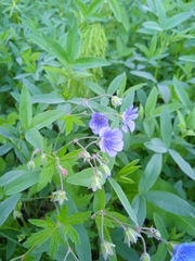 Geranium pseudosibiricum