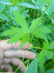 Geranium pseudosibiricum