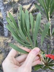 Melaleuca blepharosperma