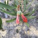 Melaleuca blepharosperma - Photo 由 Thomas Mesaglio 所上傳的 (c) Thomas Mesaglio，保留部份權利CC BY