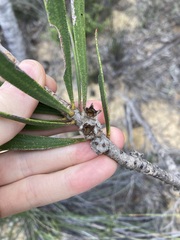 Melaleuca blepharosperma