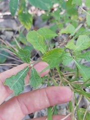 Gardenia resiniflua resiniflua