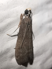 Eccopisa effractella