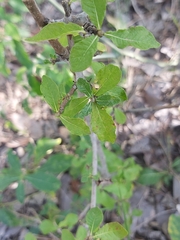 Gardenia resiniflua resiniflua