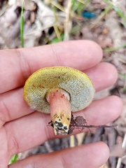 Xerocomus subtomentosus