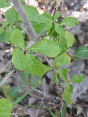 Gardenia resiniflua resiniflua