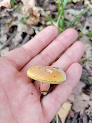 Xerocomus subtomentosus