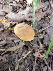 Xerocomus subtomentosus