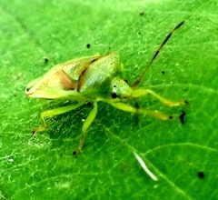 Elasmostethus interstinctus