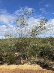 Acacia signata