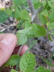 Gardenia resiniflua resiniflua