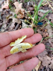 Xerocomus subtomentosus