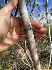 Acacia signata