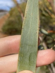 Acacia signata