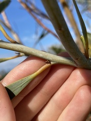 Acacia signata