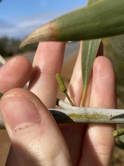 Acacia signata
