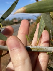Acacia signata