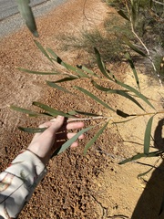 Acacia signata